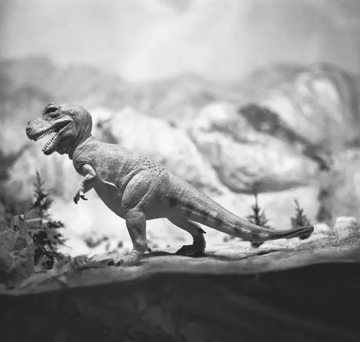 Framed Print : Model of tyrannosaurus rex, (B&W) Framed Print : Model of tyrannosaurus rex, (B&W)