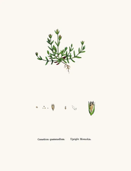 Framed Print : Moenchia plant Framed Print : Moenchia plant