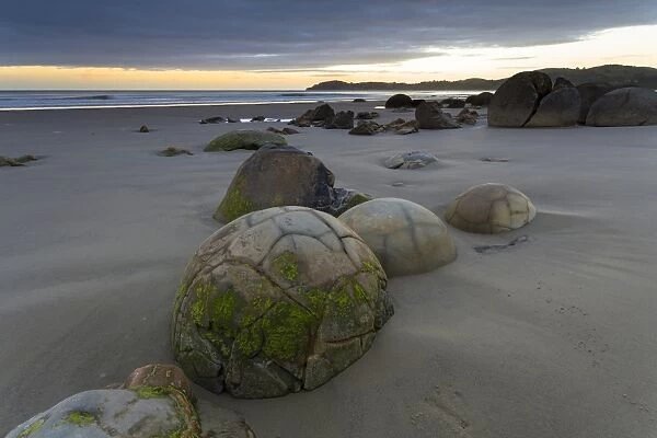 Moeraki Boulders on the beach at dawn, Moeraki Beach, Hampden, Otago Region, New Zealand