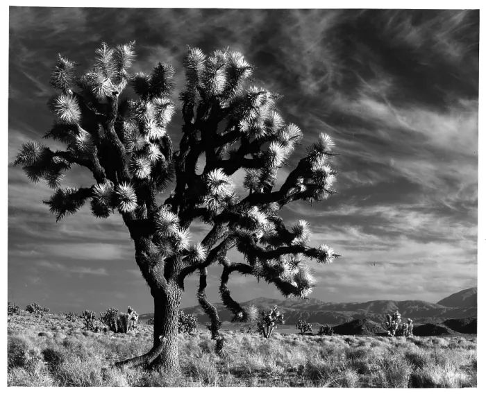 Framed Print : The Mojave Desert In California