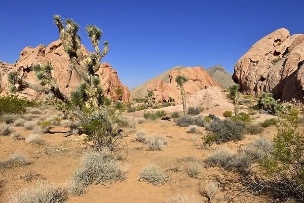 Mojave desert with Joshua tree -Yucca brevifolia-, Whitney Pockets, Virgin Mountains, Nevada, USA, North America