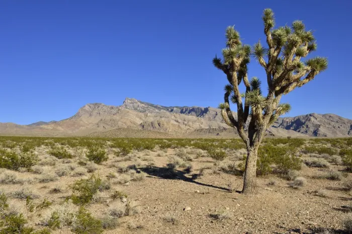 Framed Print : Mojave desert with Joshua tree -Yucca brevifolia-, Virgin Mountains, Nevada, USA, North America Framed Print : Mojave desert with Joshua tree -Yucca brevifolia-, Virgin Mountains, Nevada, USA, North America