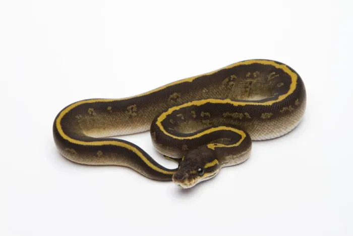 Framed Print : Mojave Granite Ball Python or Royal Python -Python regius-, female Framed Print : Mojave Granite Ball Python or Royal Python -Python regius-, female
