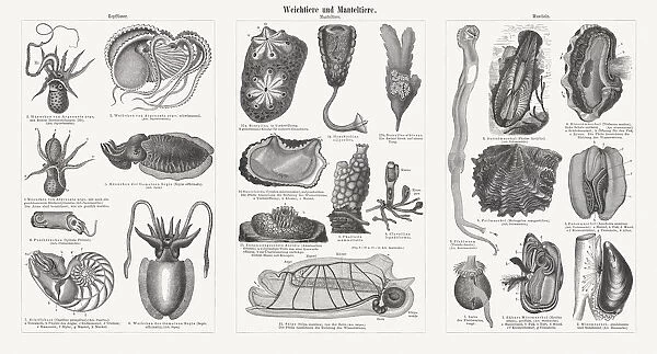 Molluscs and tunicates, wood engravings, published in 1897
