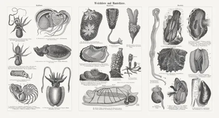 Framed Print : Molluscs and tunicates, wood engravings, published in 1897 Framed Print : Molluscs and tunicates, wood engravings, published in 1897