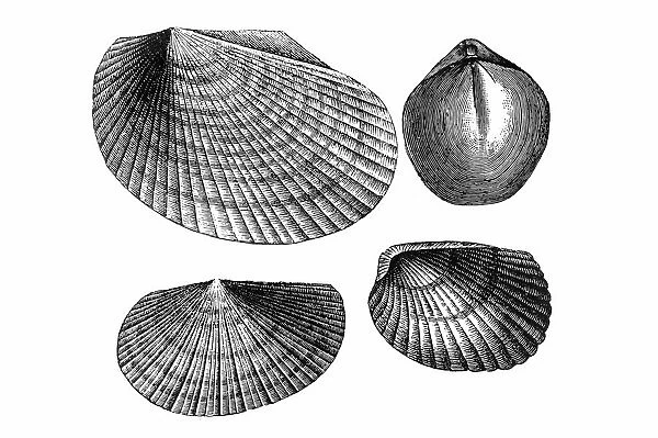 Mollusk. Antique illustration of a Mollusk