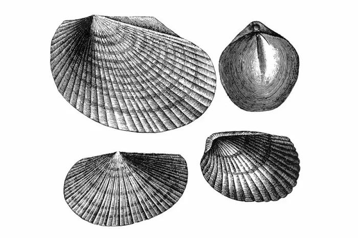 Framed Print : Mollusk. Antique illustration of a Mollusk Framed Print : Mollusk. Antique illustration of a Mollusk