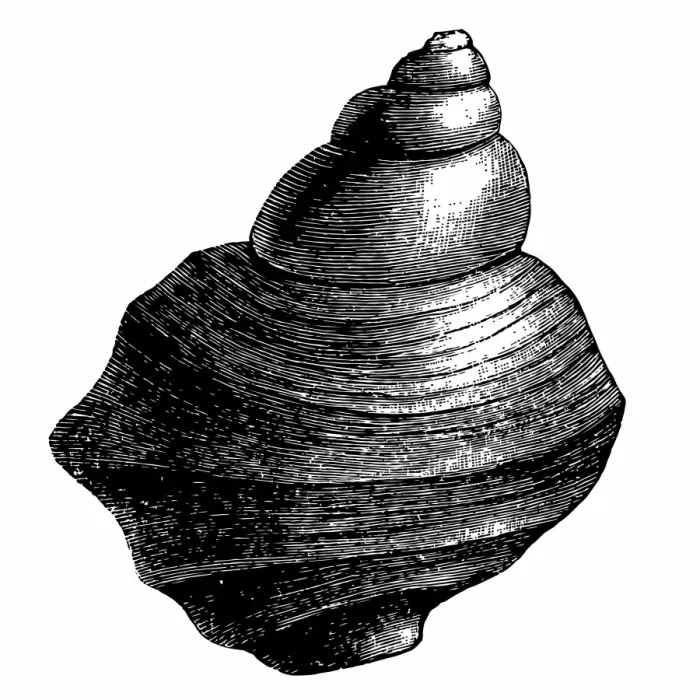 Framed Print : Mollusk. Antique illustration of a Mollusk