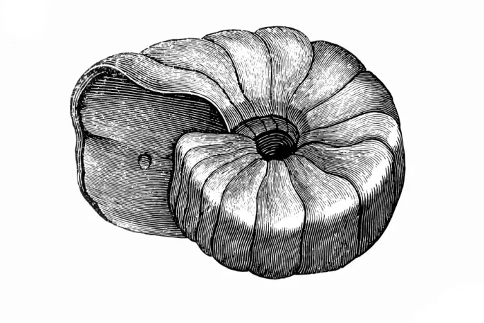 Framed Print : Mollusk. Antique illustration of a Mollusk Framed Print : Mollusk. Antique illustration of a Mollusk