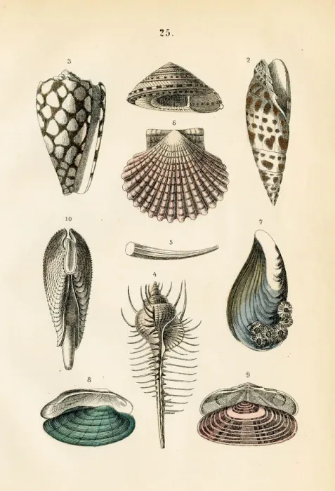 Framed Print : Mollusk: marbled cone, venus comb, dentalium, scallop, clam engraving 1872 Framed Print : Mollusk: marbled cone, venus comb, dentalium, scallop, clam engraving 1872