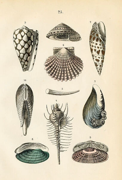 Mollusk: marbled cone, venus comb, dentalium, scallop, clam engraving 1872