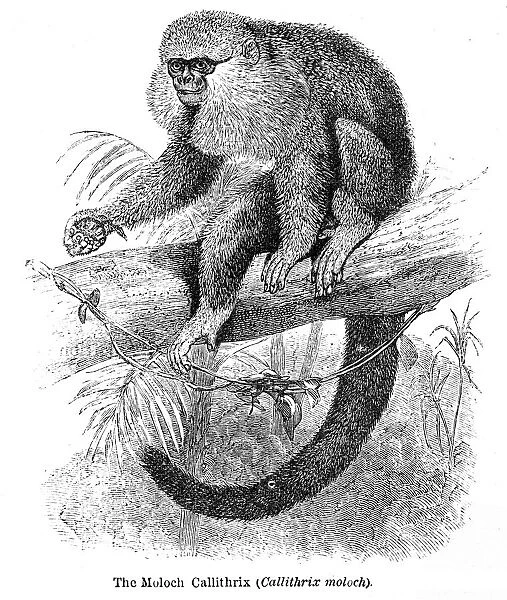 Moloch monkey engraving 1878