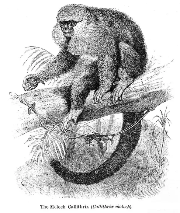 Framed Print : Moloch monkey engraving 1878 Framed Print : Moloch monkey engraving 1878