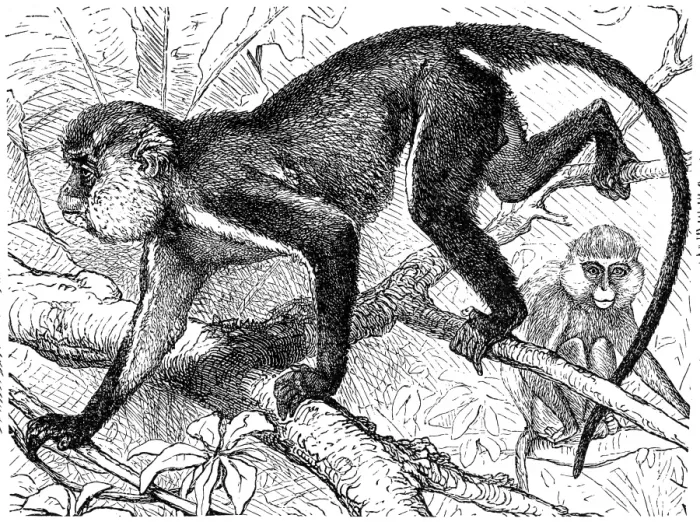 Framed Print : Mona monkey (Cercopithecus mona) Framed Print : Mona monkey (Cercopithecus mona)