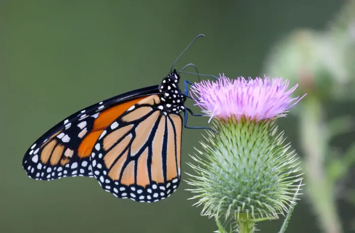 Framed Print : Monarch Butterfly Framed Print : Monarch Butterfly