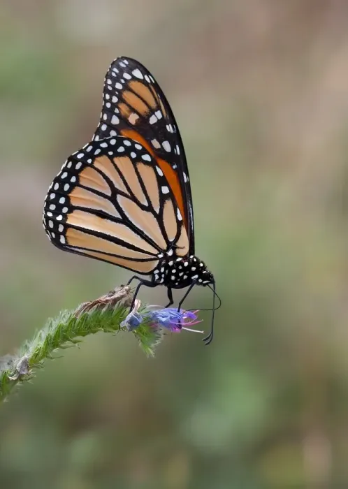 Framed Print : Monarch Butterfly Framed Print : Monarch Butterfly