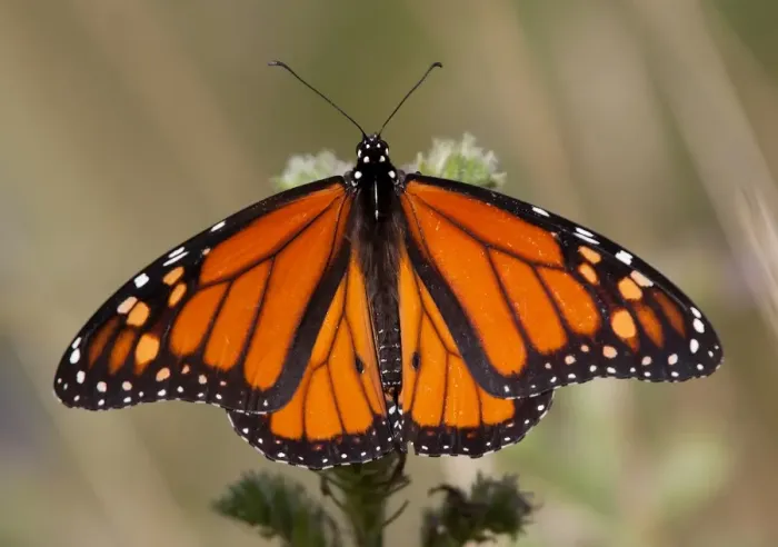 Framed Print : Monarch Butterfly Framed Print : Monarch Butterfly