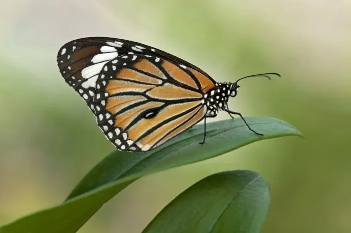 Framed Print : Monarch Butterfly -Danaus plexippus-, Phuket, Thailand, Asia Framed Print : Monarch Butterfly -Danaus plexippus-, Phuket, Thailand, Asia