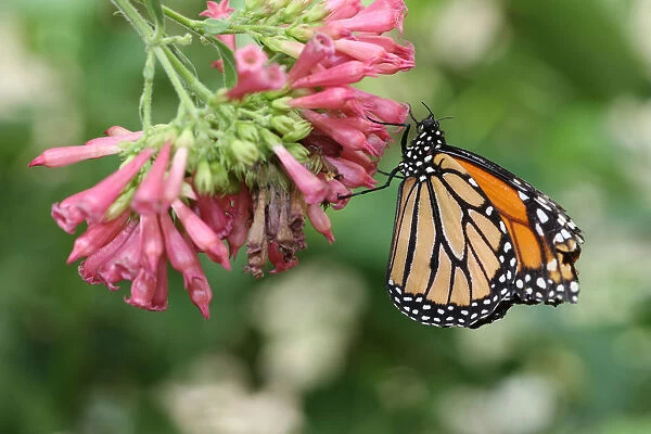 Monarch butterfly -Danaus plexippus-, found in North America and northern South America