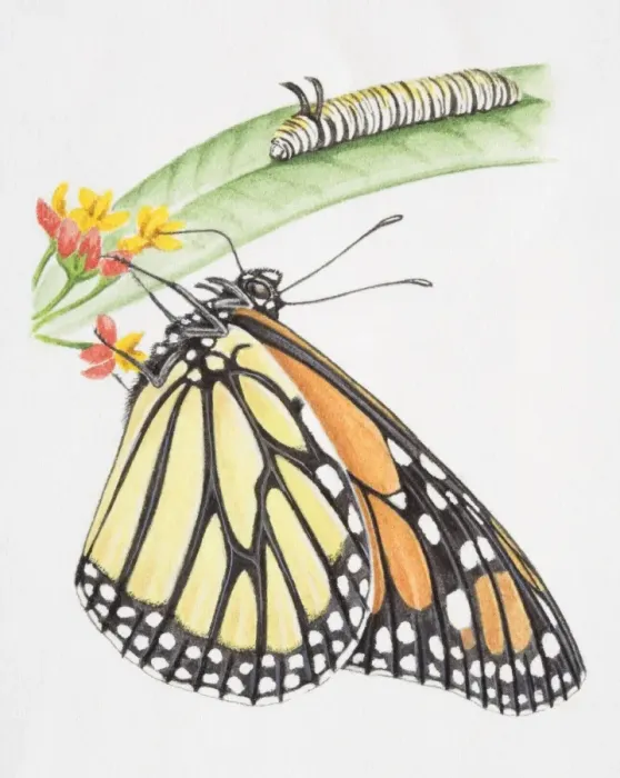 Framed Print : Monarch Butterfly, Danaus plexippus, butterfly drinking nectar from flowers, caterpillar perched on green leaf, front view Framed Print : Monarch Butterfly, Danaus plexippus, butterfly drinking nectar from flowers, caterpillar perched on green leaf, front view
