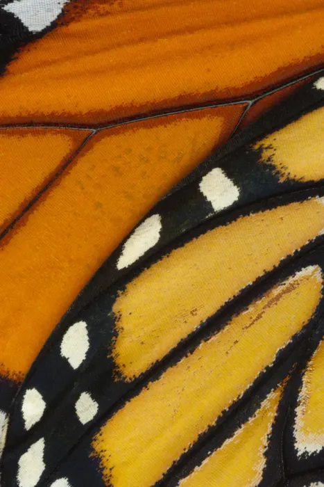 Framed Print : Monarch butterfly (Danaus plexippus) wing, detail