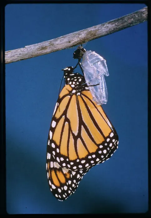 Framed Print : Monarch Butterfly Emerging from Cocoon Framed Print : Monarch Butterfly Emerging from Cocoon