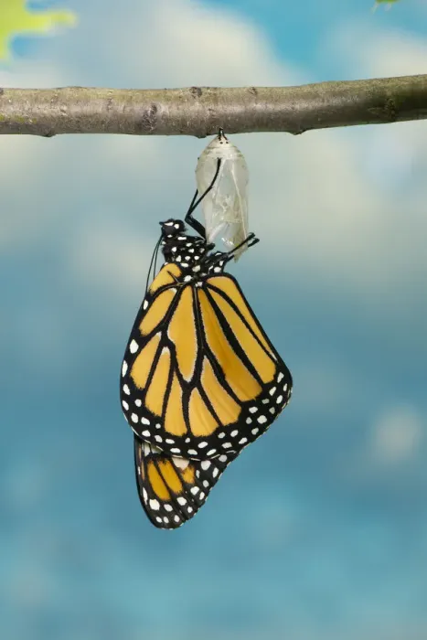 Framed Print : Monarch Butterfly Hatching Framed Print : Monarch Butterfly Hatching
