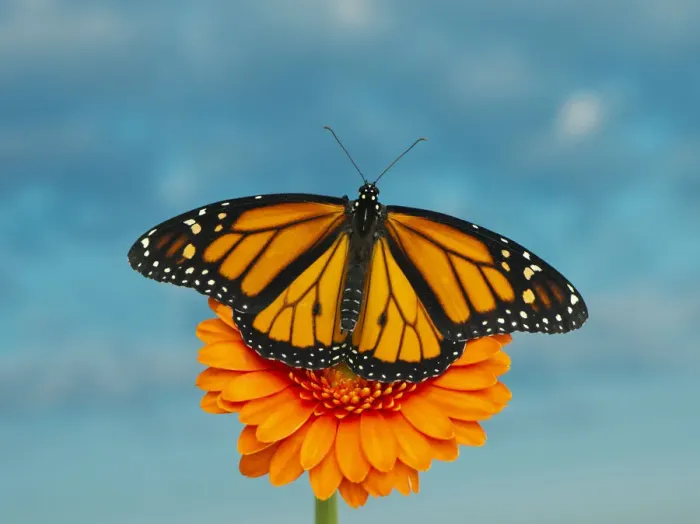 Framed Print : Monarch Butterfly on an orange flower Framed Print : Monarch Butterfly on an orange flower