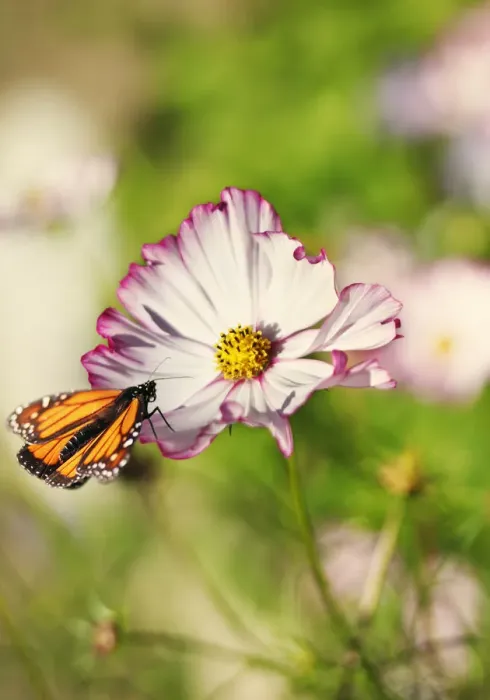 Framed Print : Monarch Butterfly perched on cosmos Framed Print : Monarch Butterfly perched on cosmos
