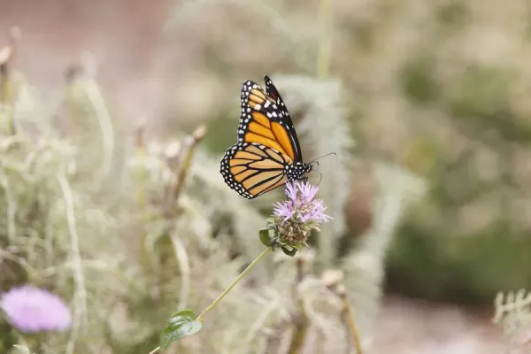 Image of A Scotch thistle plant with a butterfly perched on it
