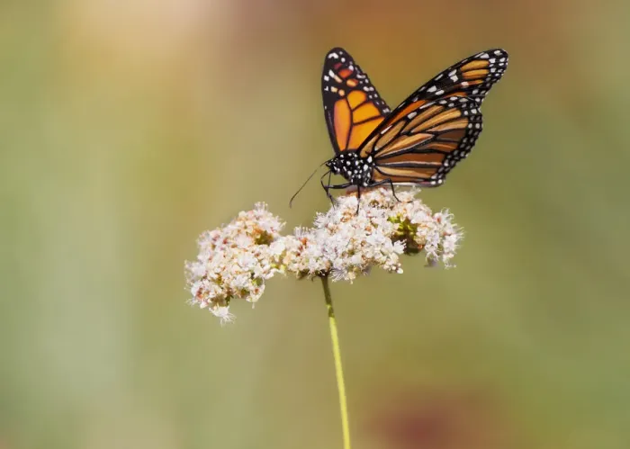 Framed Print : Monarch butterfly perched on wildflower
