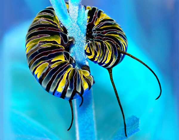Monarch Caterpillar. Caterpillar of the monarch butterfly, artistically rendered