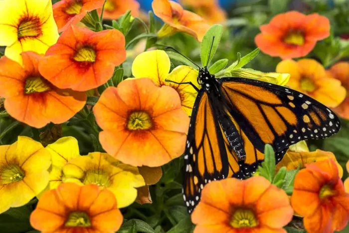 Framed Print : Monarch among the flowers Framed Print : Monarch among the flowers