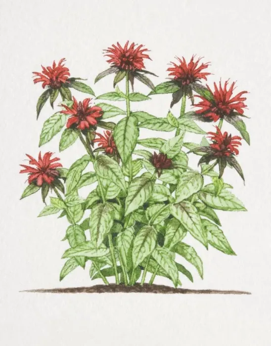 Framed Print : Monarda didyma, Bergamot plant Framed Print : Monarda didyma, Bergamot plant