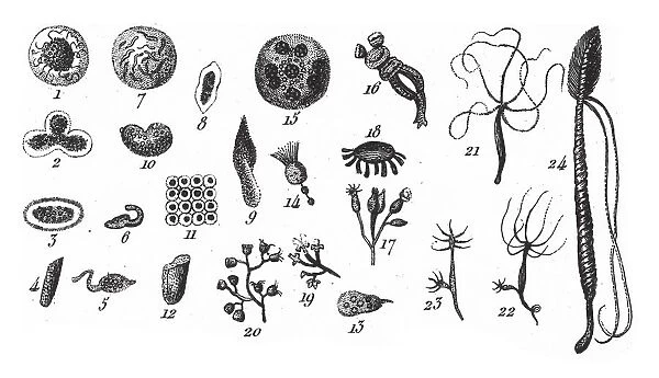 Monas Lens, Proteus Diffluens, Bursaria Vesiculosa, Representatives of the Phyla Porifera