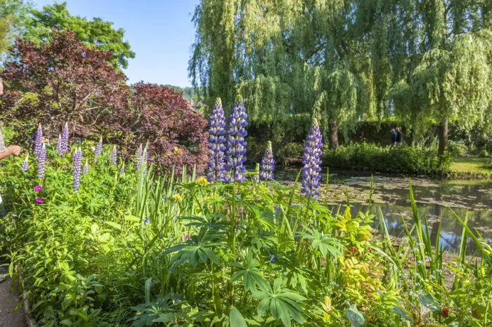 Framed Print : Monets water garden in spring, Giverny, Normandy, France Framed Print : Monets water garden in spring, Giverny, Normandy, France