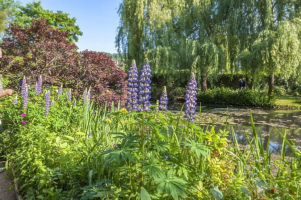 Monets water garden in spring, Giverny, Normandy, France