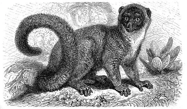 Mongoose lemur (Eulemur mongoz)