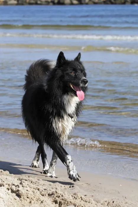 Framed Print : Mongrel, male dog -Canis lupus familiaris-, on a beach Framed Print : Mongrel, male dog -Canis lupus familiaris-, on a beach