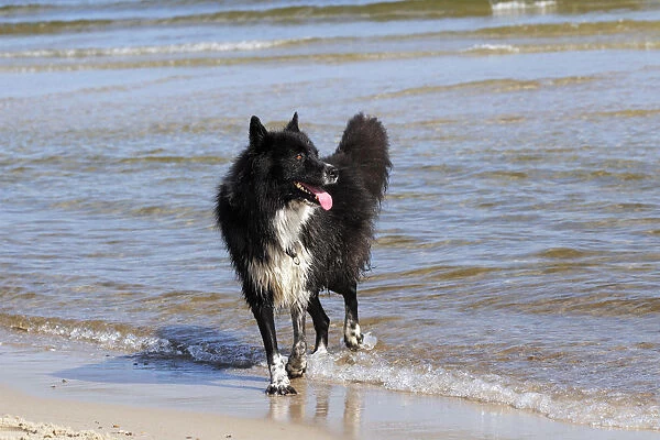 Mongrel, male dog -Canis lupus familiaris-, on a beach