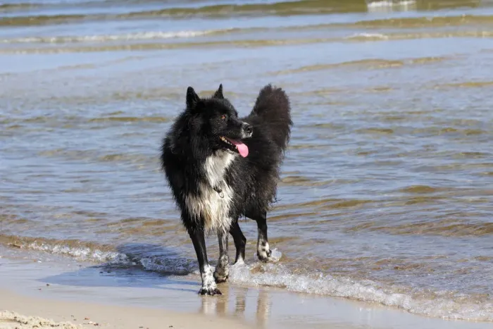 Framed Print : Mongrel, male dog -Canis lupus familiaris-, on a beach Framed Print : Mongrel, male dog -Canis lupus familiaris-, on a beach