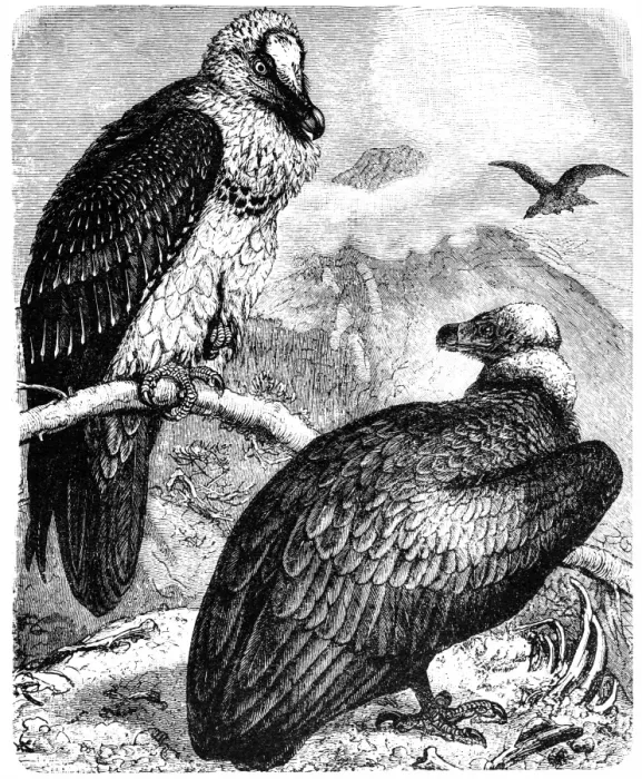 Framed Print : Monk Vulture (Aegypius monachus) and Bearded Vulture (Gypaetus barbatus) Framed Print : Monk Vulture (Aegypius monachus) and Bearded Vulture (Gypaetus barbatus)