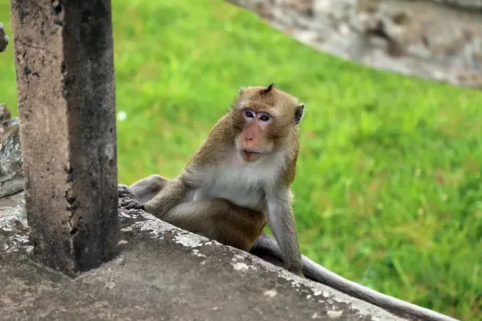Framed Print : Monkey at Angkor Wat Framed Print : Monkey at Angkor Wat