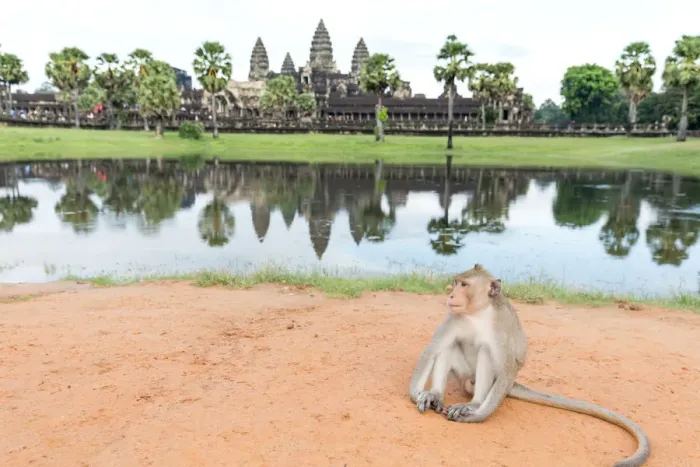 Framed Print : A Monkey at Angkor Wat, Cambodia Framed Print : A Monkey at Angkor Wat, Cambodia