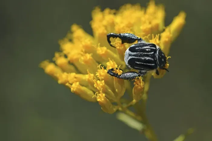 Framed Print : Monkey Beetle -Hopliini-, Goegap Nature Reserve, Namaqualand, South Africa, Africa