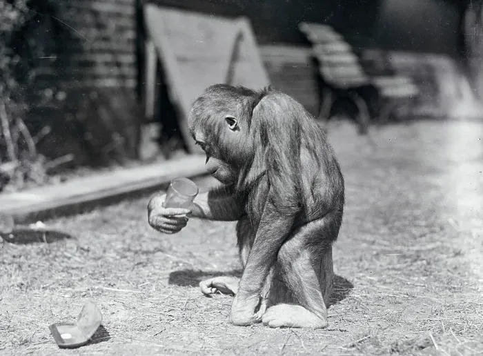 Monkey Drinking Milk Print by Bettmann Archive. Art Prints