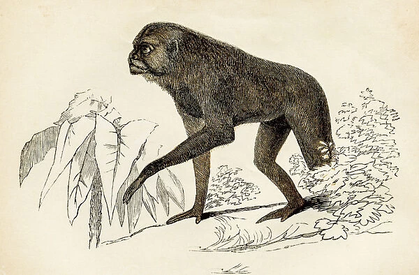 Monkey engraving 1851