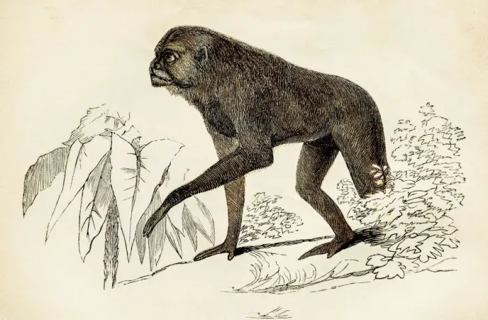 Framed Print : Monkey engraving 1851