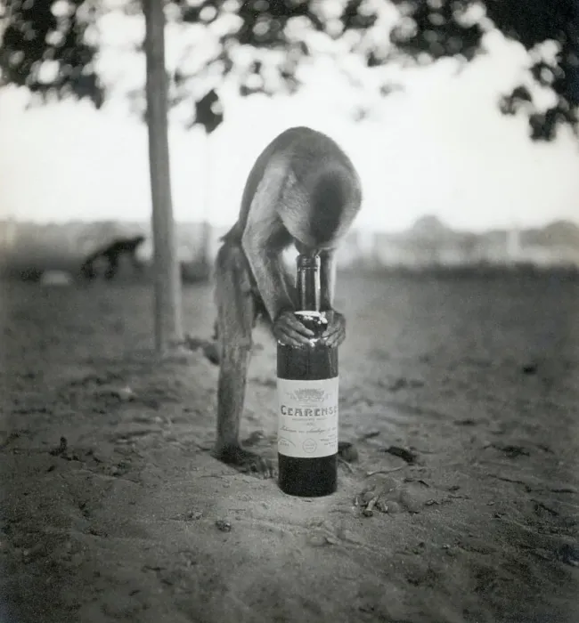 Framed Print : Monkey Inspecting Wine Bottle Framed Print : Monkey Inspecting Wine Bottle