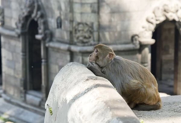 Monkey praying, Pashupatinath Temple, Kathmandu, Nepal